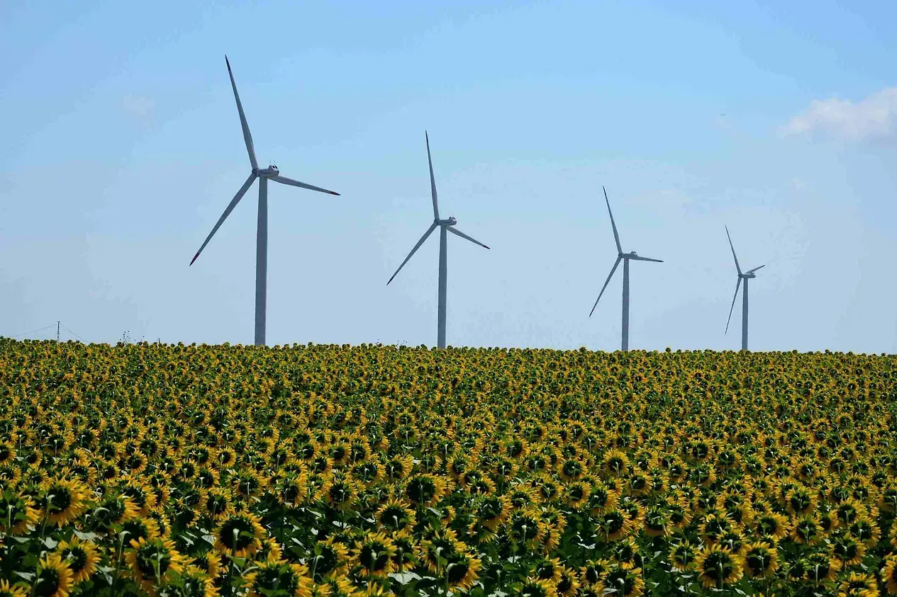 Un campo de girasoles con aerogeneradores al fondo.