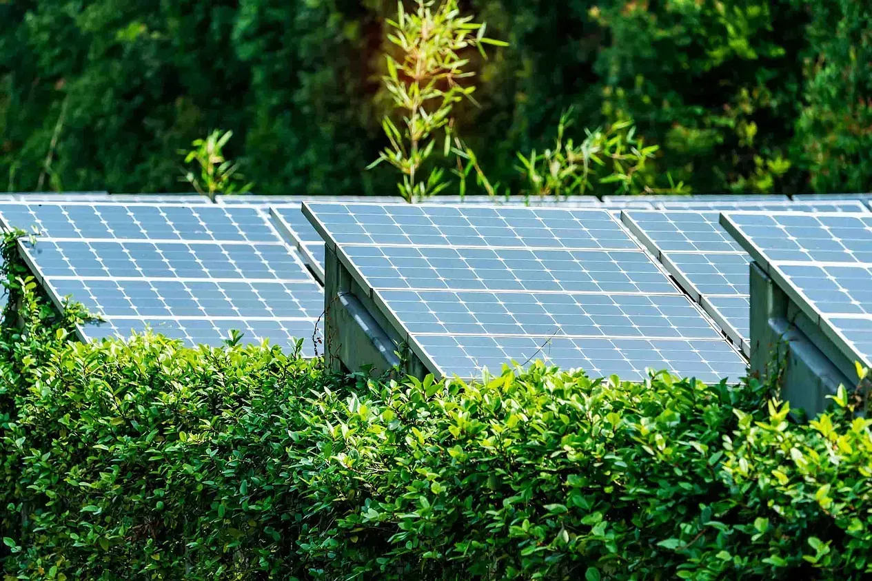 Una fila de paneles solares colocados encima de un exuberante seto verde.