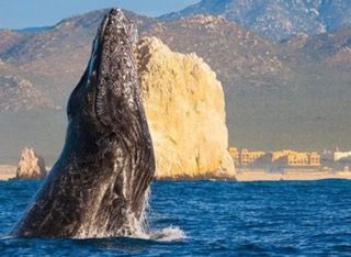 Humpback whale watching tour in the Pacific Ocean near Cabo San Lucas