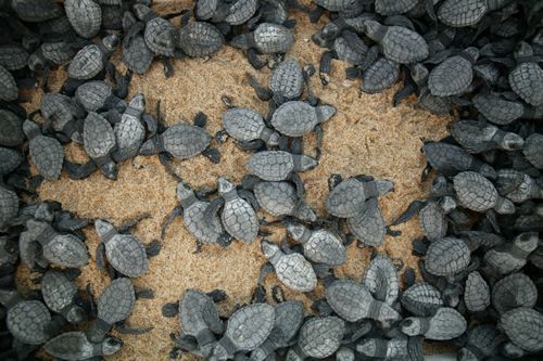 Sea turtle release conservation program on the beach in Los Cabos