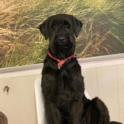 Schwarzer Hund mit rotem Halsband sitzt auf einem weissen Stuhl vor grasbewachsenem Hintergrund.