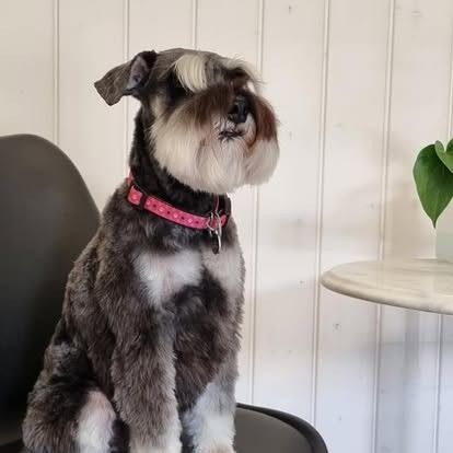 Kleiner, grau-weisser Schnauzer mit rosa Halsband sitzt drinnen an einem Tisch und einem Stuhl.