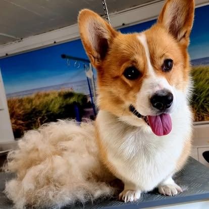 Ein Corgi mit flauschigem, hellbraunem Fell und heraushängender Zunge sitzt drinnen auf einem Tisch neben einem Pflegebereich.