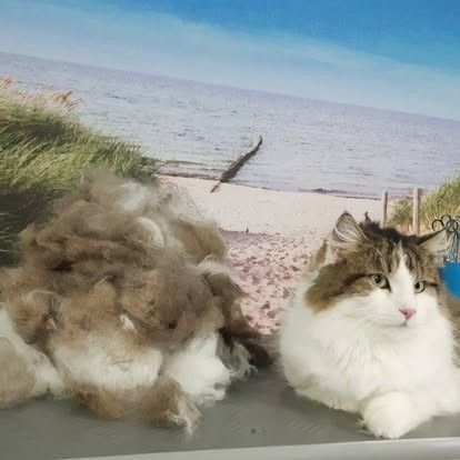 Zwei flauschige Katzen faulenzen am Strand, im Hintergrund sind Meer und Sand zu sehen.