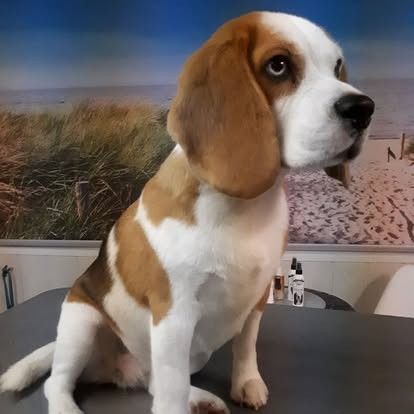 Ein Beagle-Welpe sitzt auf einem Tisch und blickt nach rechts; im Hintergrund ist ein Strandgemälde zu sehen.