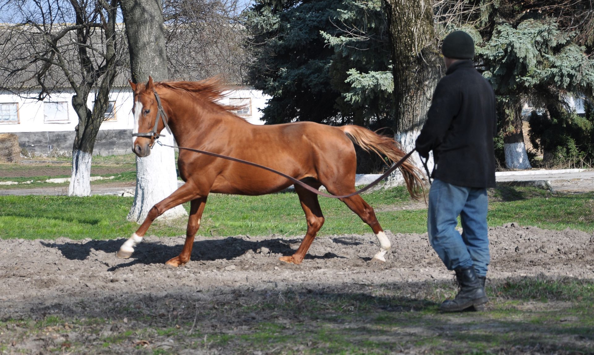 Un cheval alezan trottant aux côtés d'une personne dans un parc herbeux, avec des arbres et des maisons en arrière-plan.