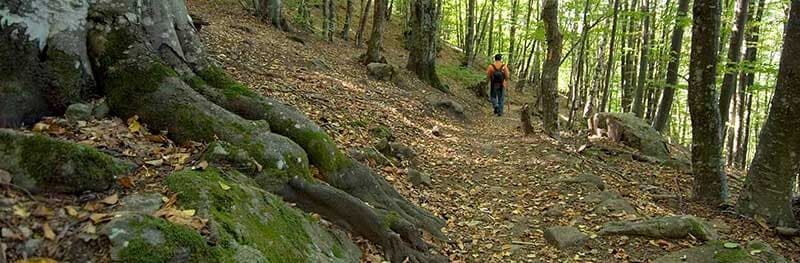 Δεντρόσπιτα στην Ελλάδα, Αγροτουρισμός Δένδρο Εξορμήσεις