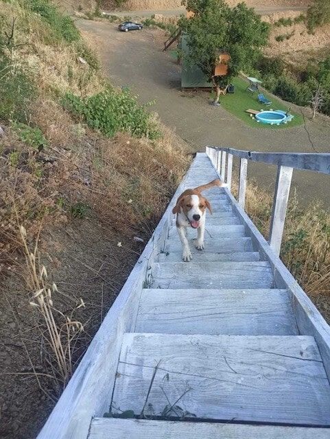 Δεντρόσπιτα στην Ελλάδα & Αγροτουρισμός στον Δέντρο Σκουληκαριάς Νομού Άρτας!