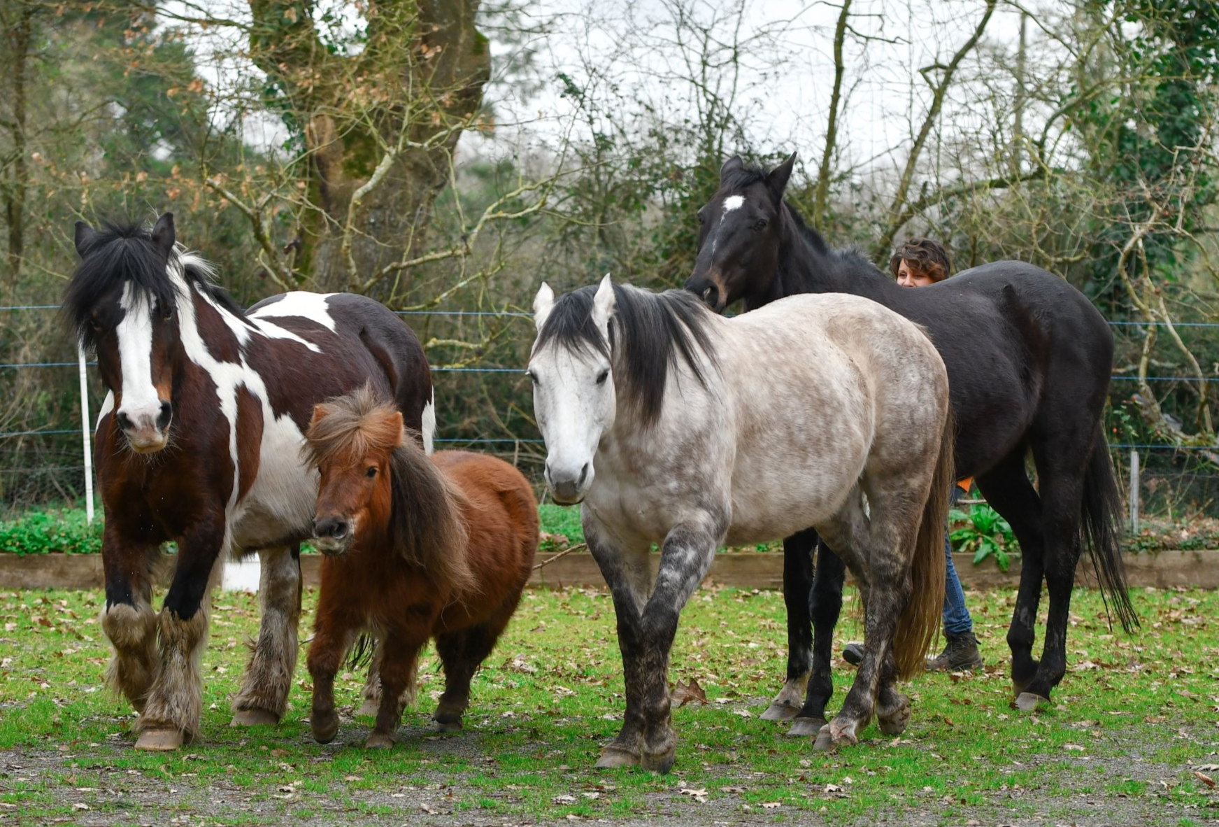 Thérapie par les chevaux