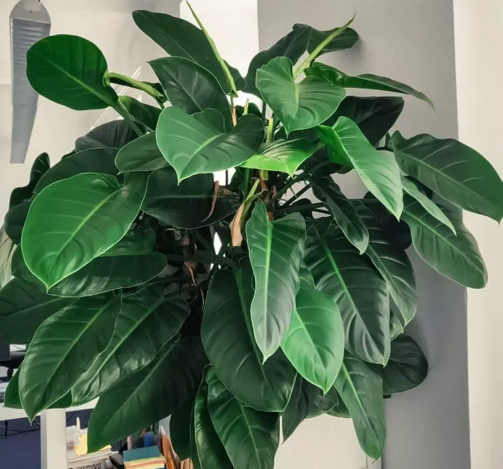 Eine große grüne Pflanze mit vielen Blättern