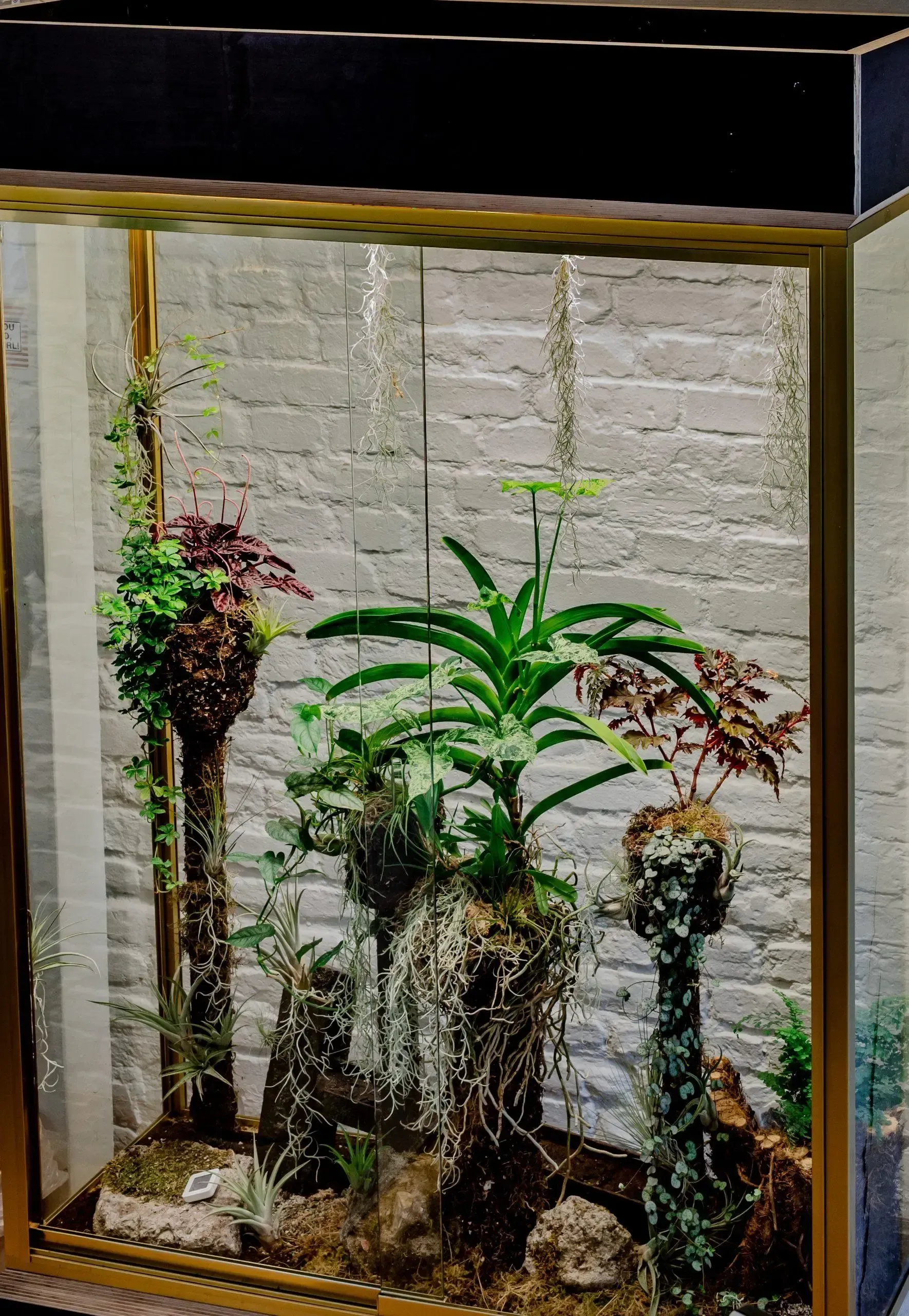 Ein Glasaquarium voller Pflanzen und Steine ​​vor einer weißen Ziegelwand.