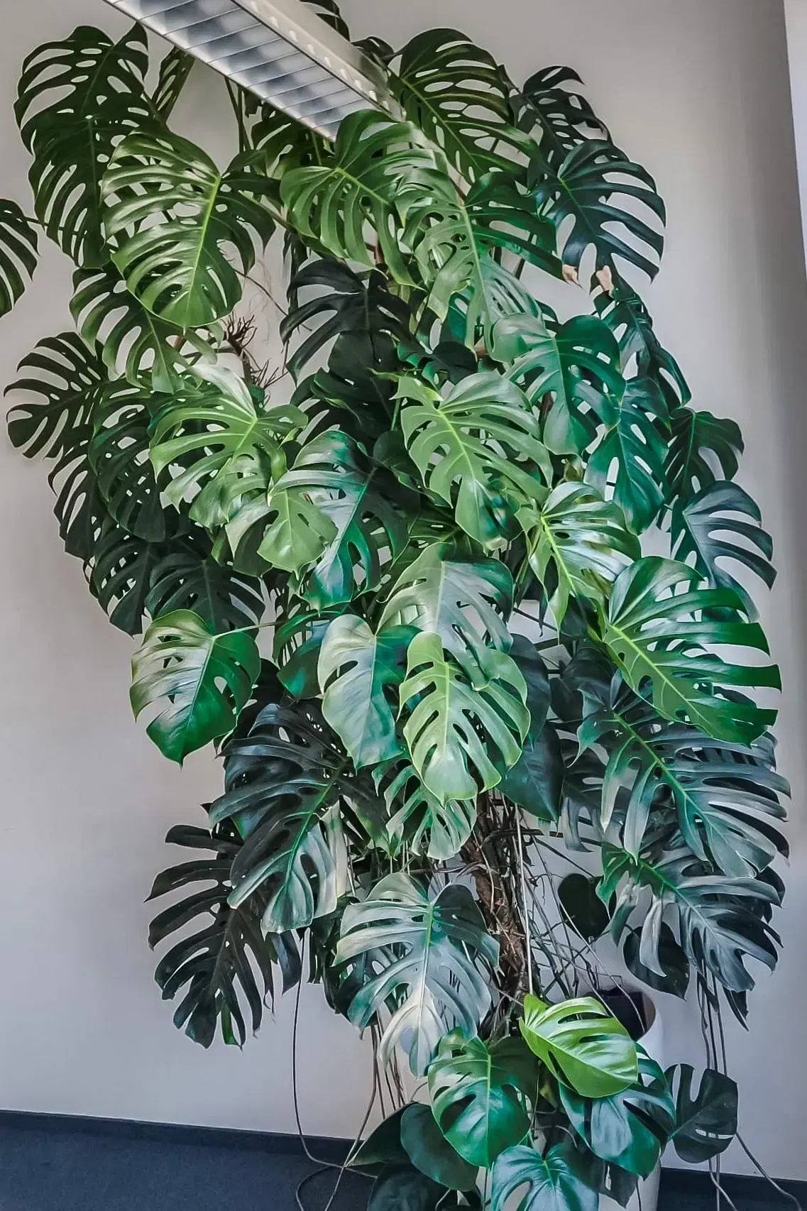 In einem Raum wächst eine große grüne Pflanze mit vielen Blättern.