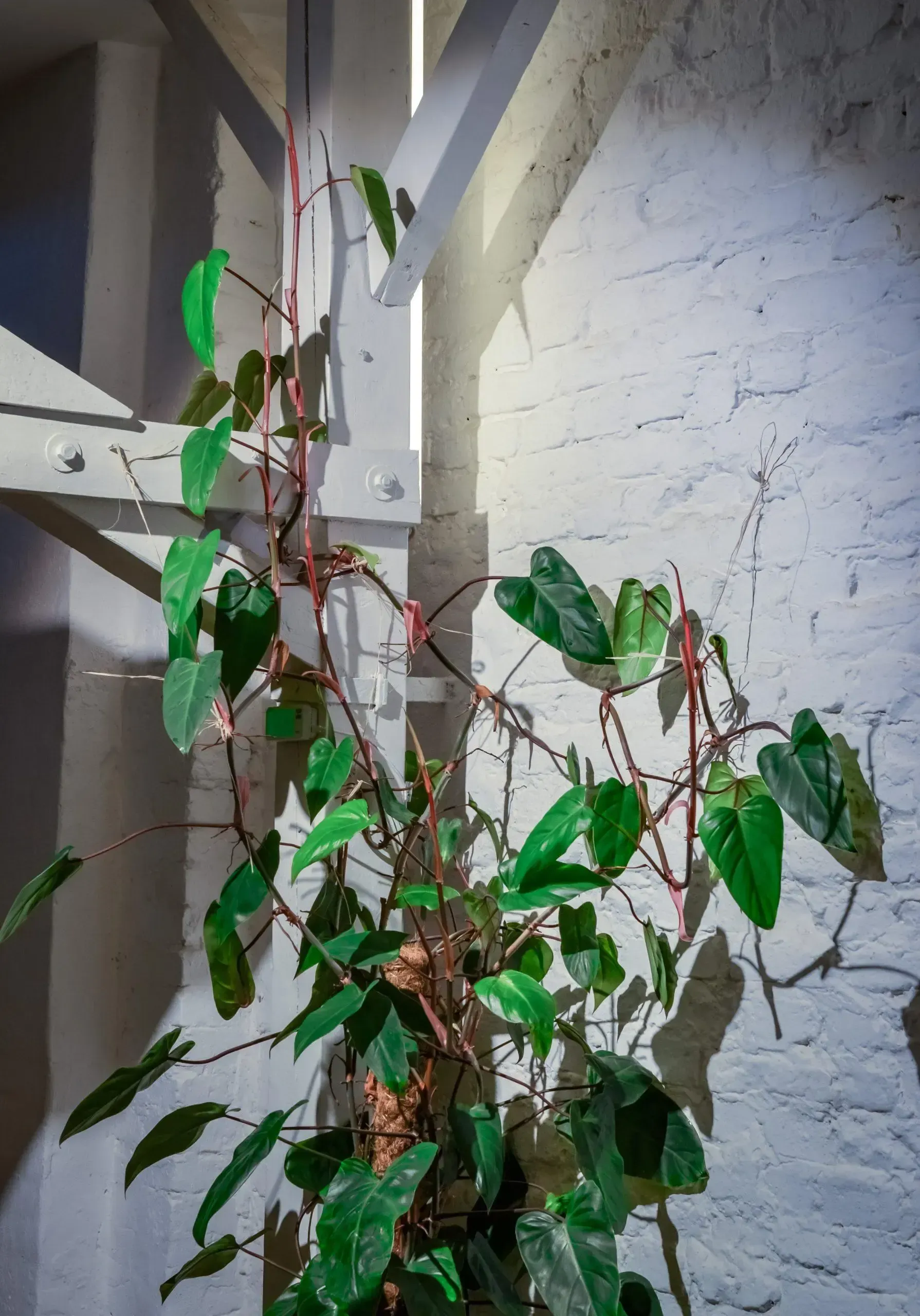 Eine Pflanze wächst auf einer weißen Ziegelwand