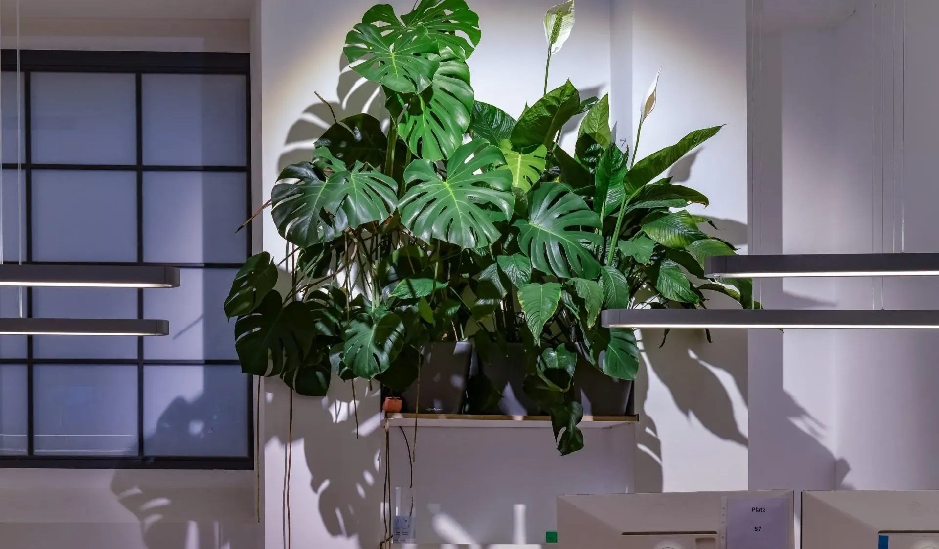 In einem Büro hängt eine große Pflanze von der Decke.
