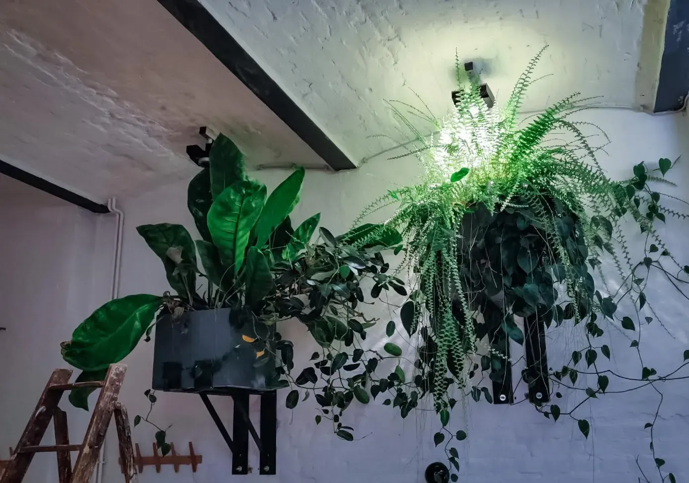 In einem Zimmer hängen zwei Topfpflanzen von der Decke.