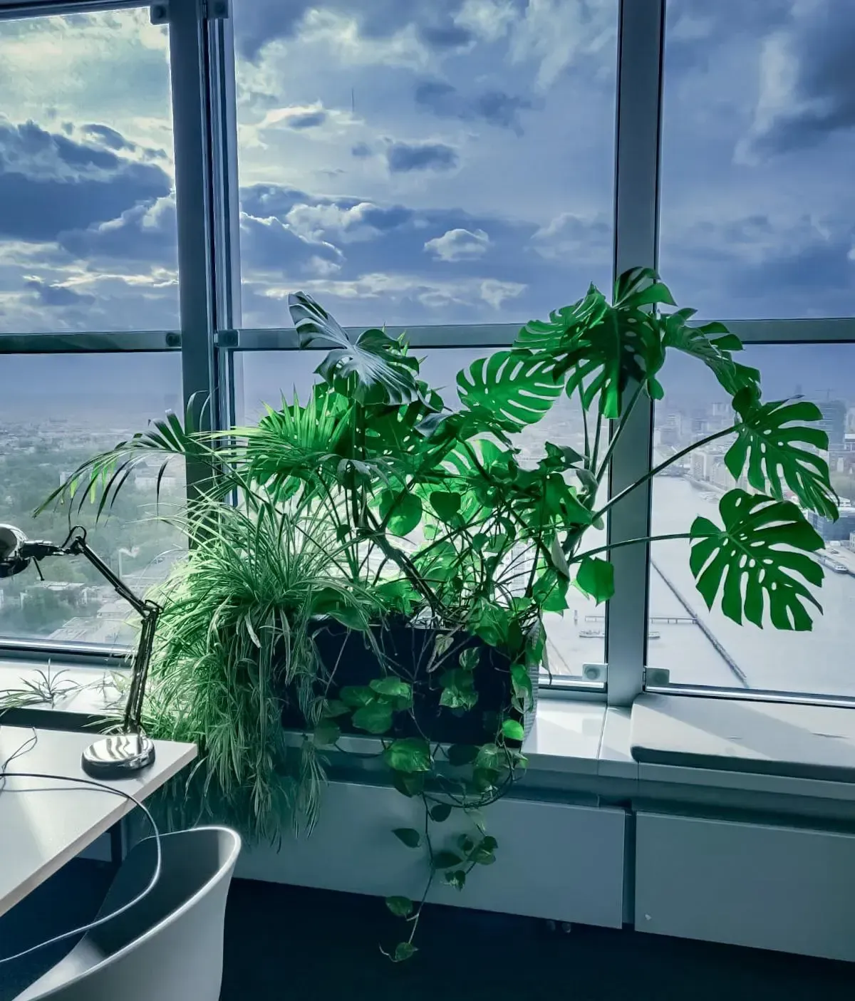 Ein Schreibtisch mit einer Pflanze vor einem Fenster