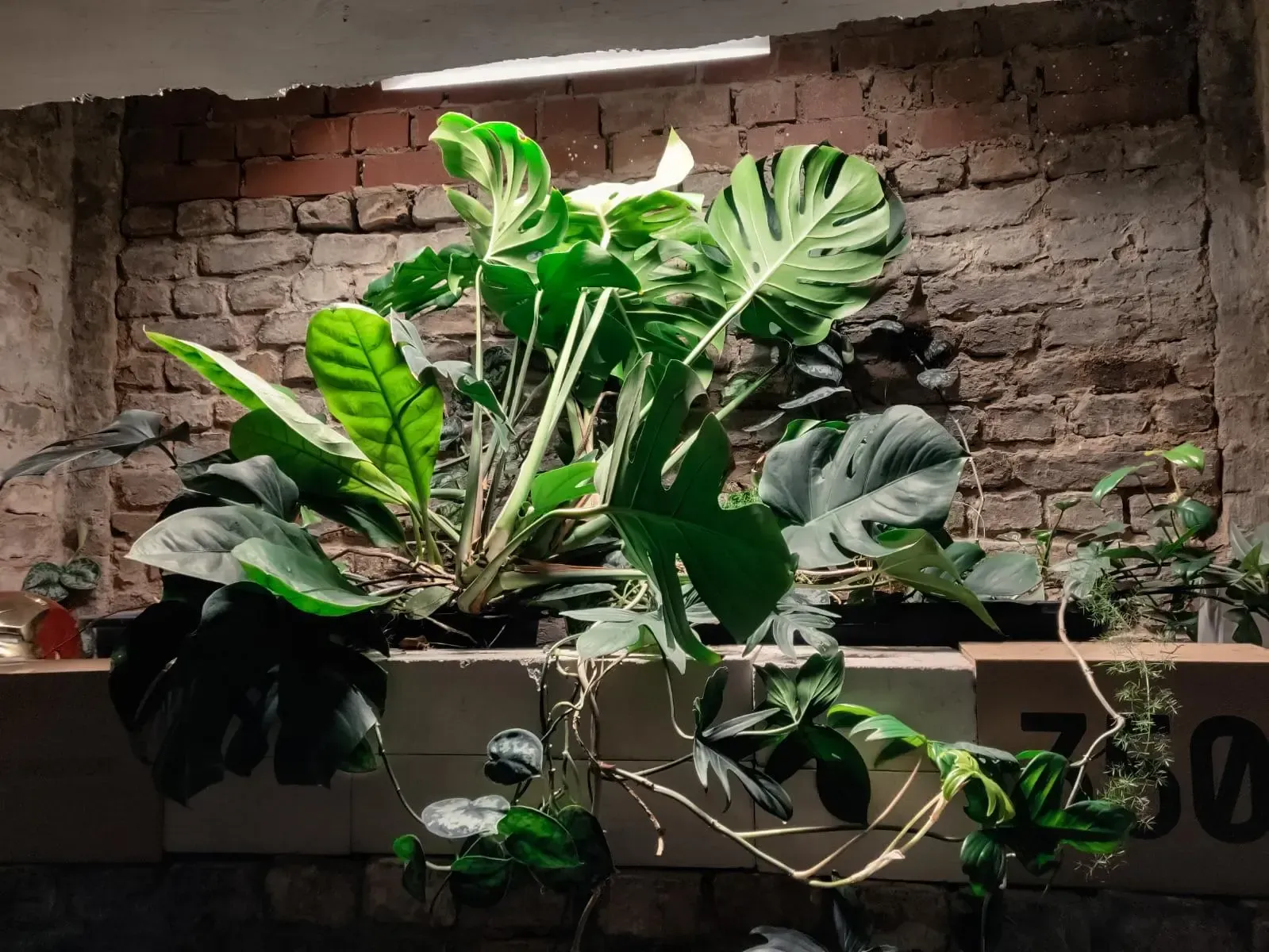 Vor einer Backsteinmauer wachsen ein paar Pflanzen.