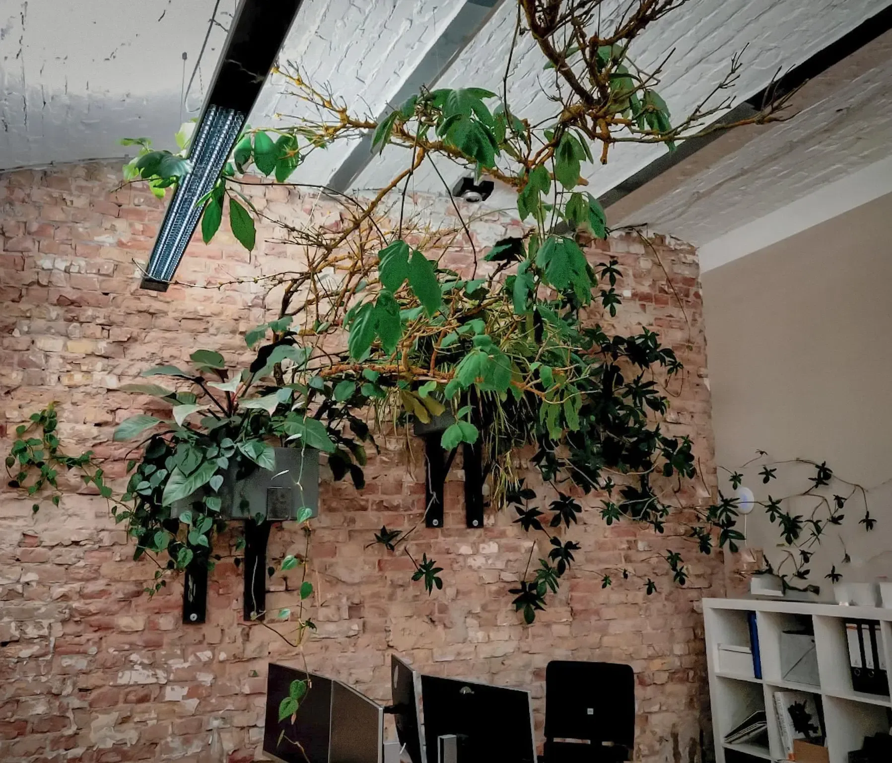 Ein Raum mit einer Ziegelwand und Pflanzen, die von der Decke hängen