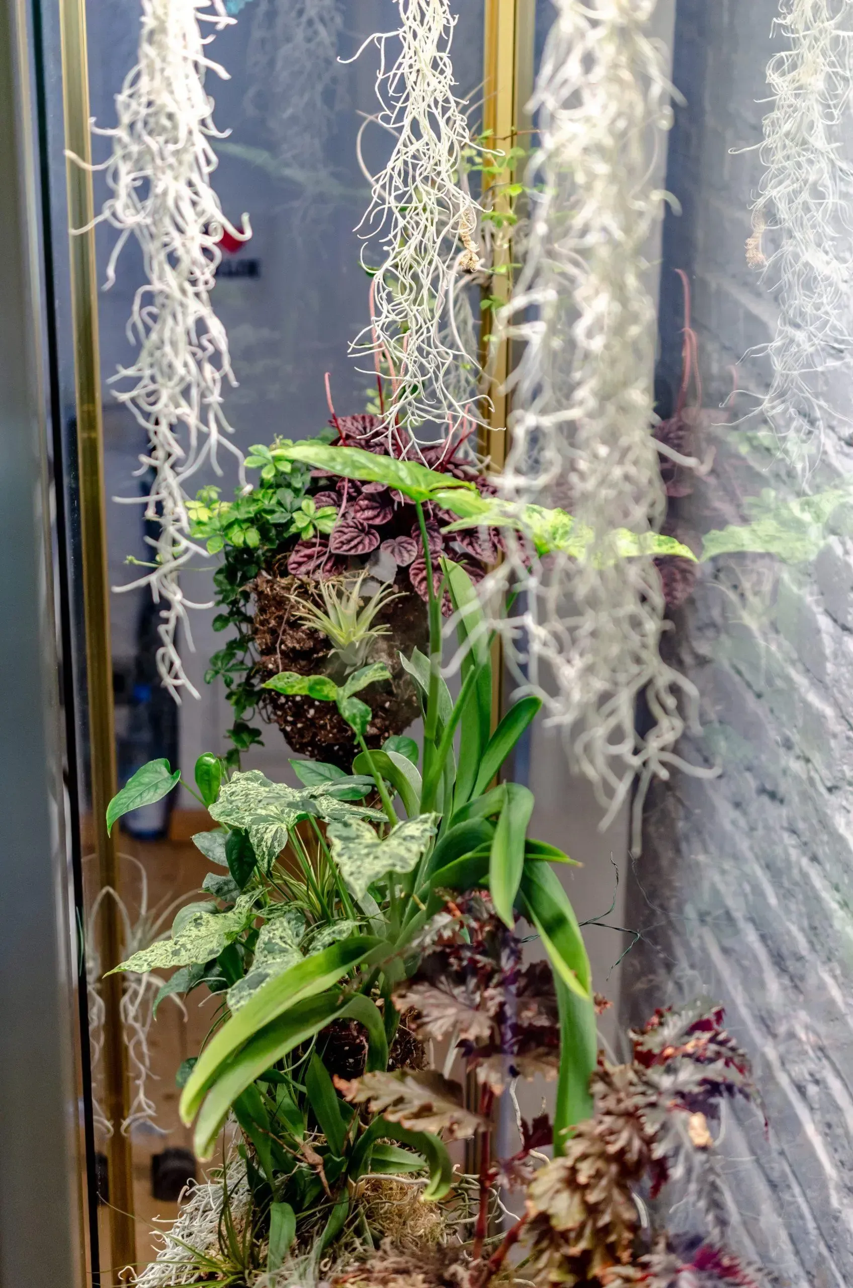 In einer Glasvitrine wachsen mehrere Pflanzen.