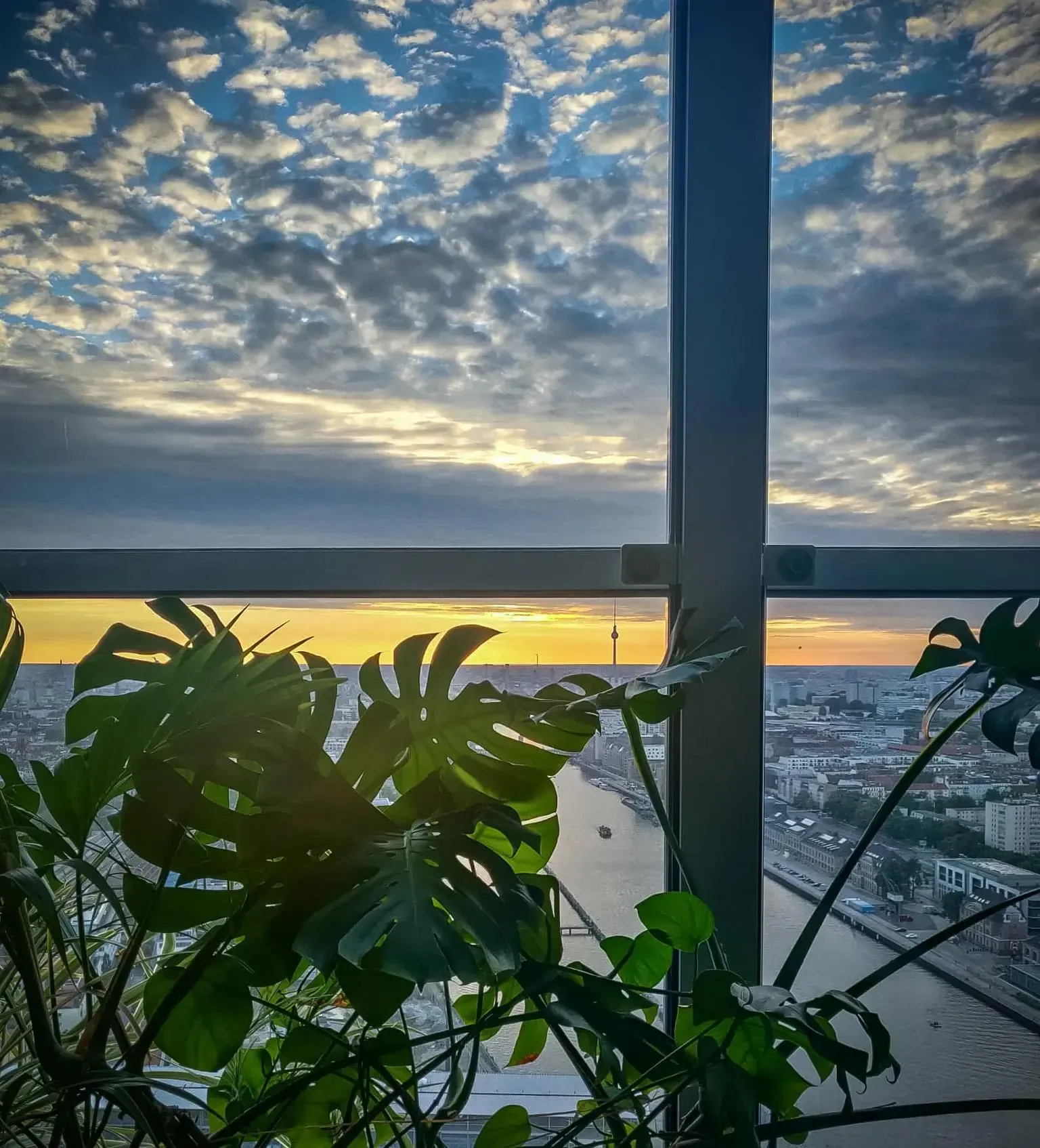 Ein Blick aus einem Fenster auf eine Stadt mit einer Pflanze im Vordergrund.