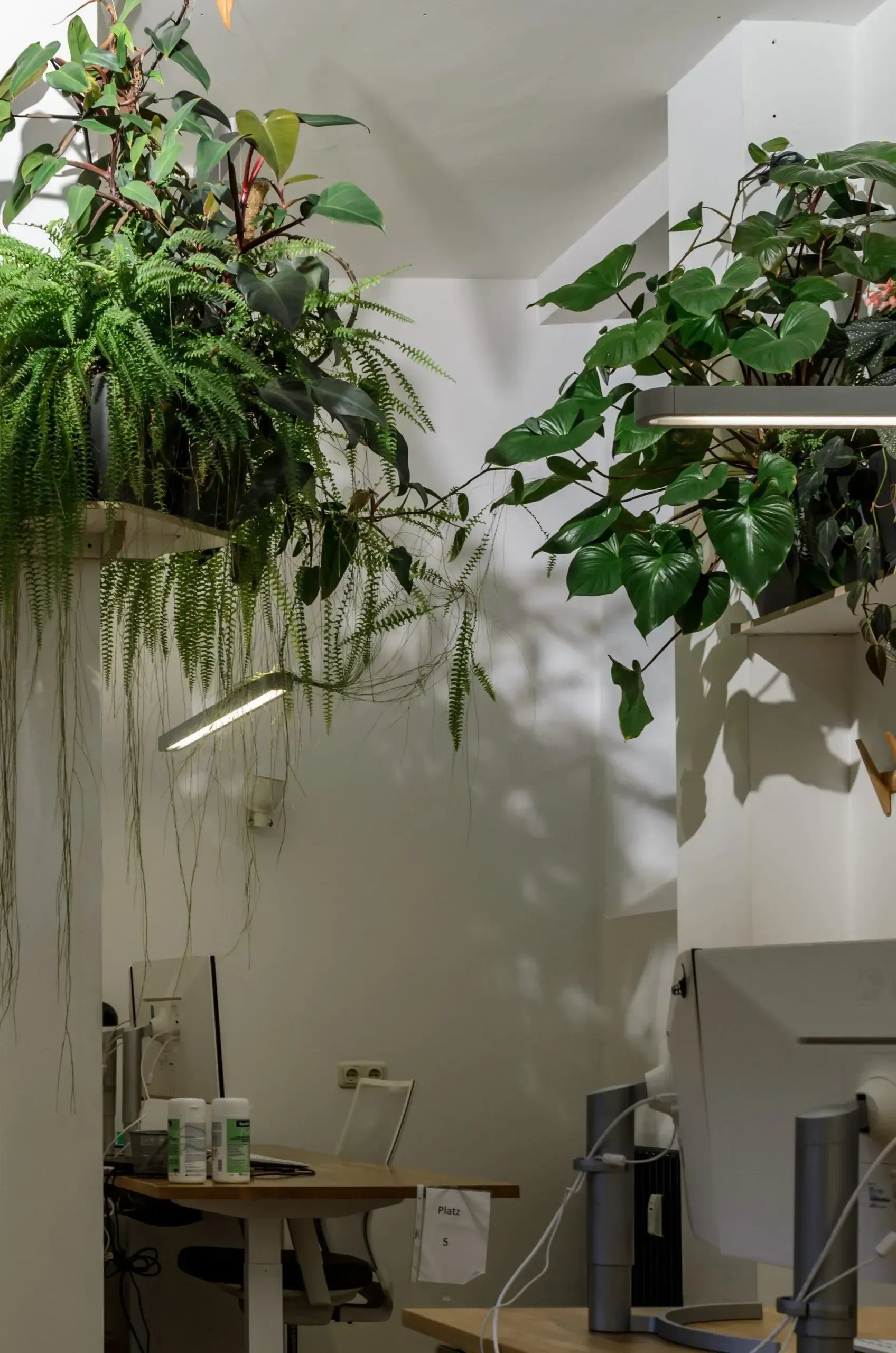 Ein Zimmer mit einem Schreibtisch und Pflanzen auf Regalen