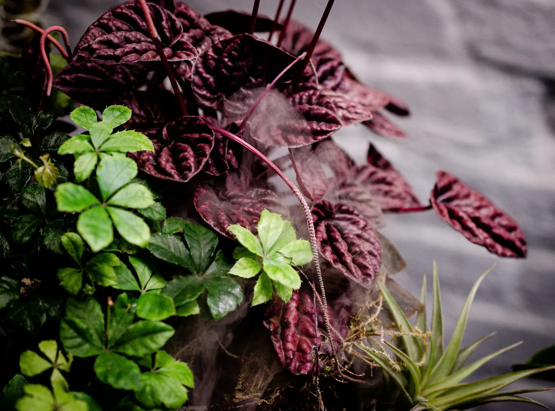 Eine Nahaufnahme einer Pflanze mit violetten und grünen Blättern