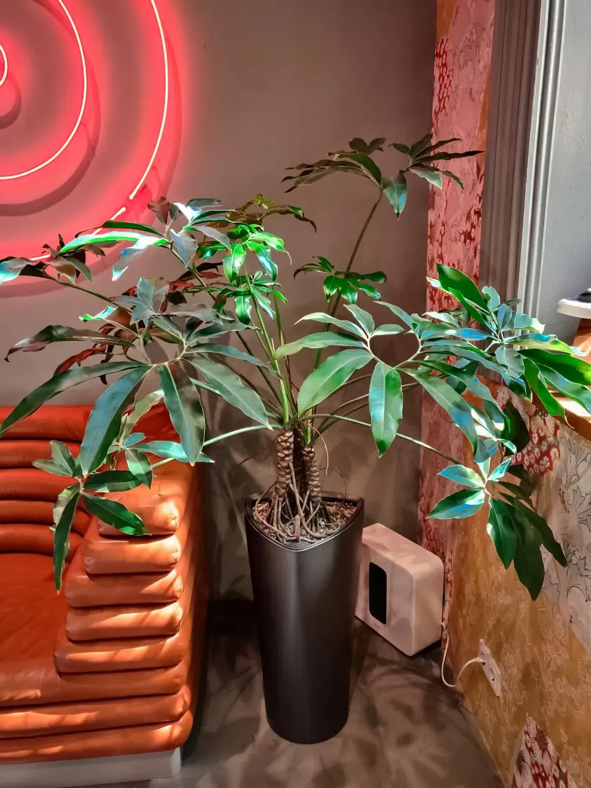 Eine große Topfpflanze steht in einem Raum neben einem orangefarbenen Stuhl.