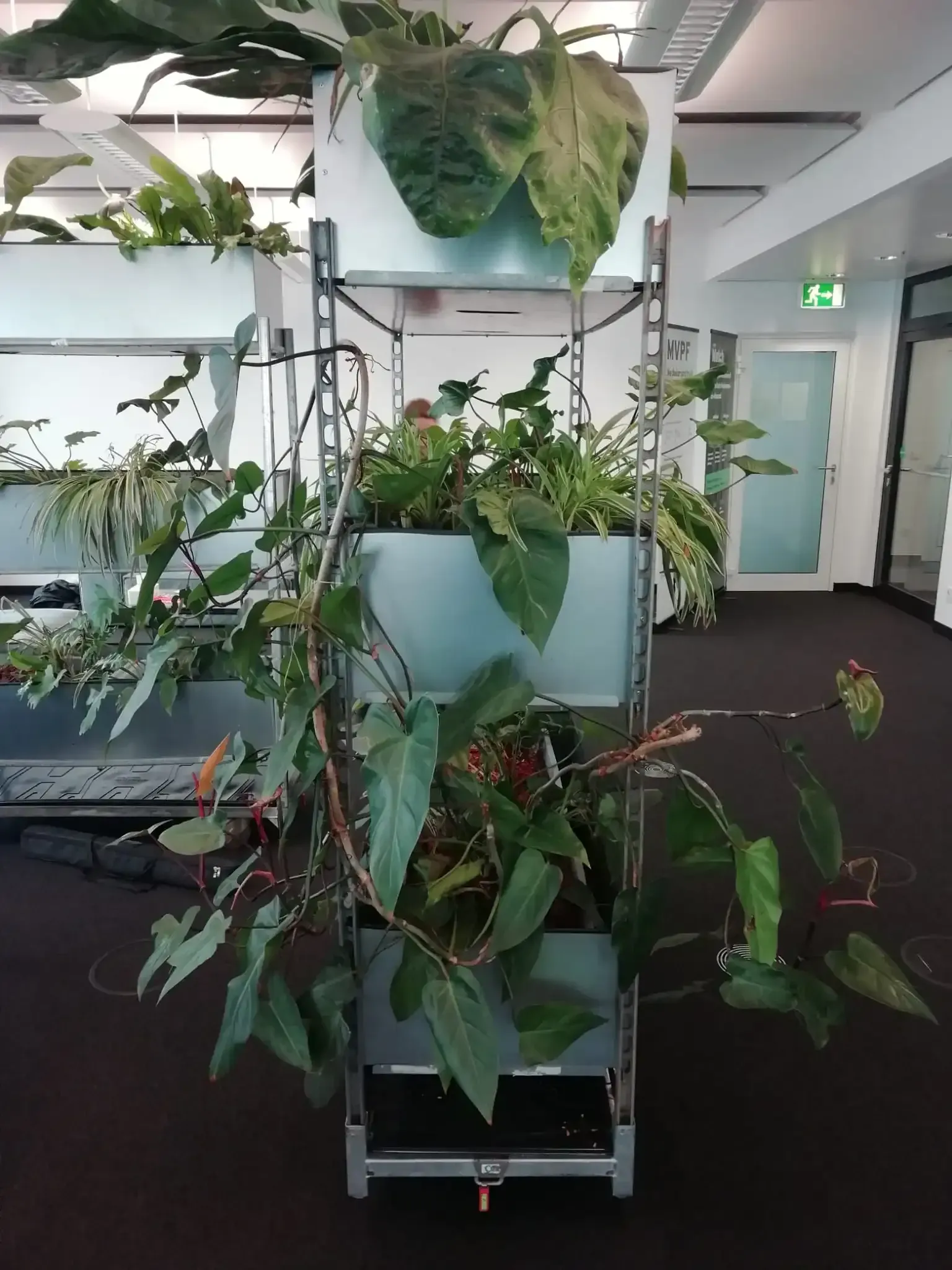 In einem Zimmer wächst eine Pflanze in einem Blumentopf.