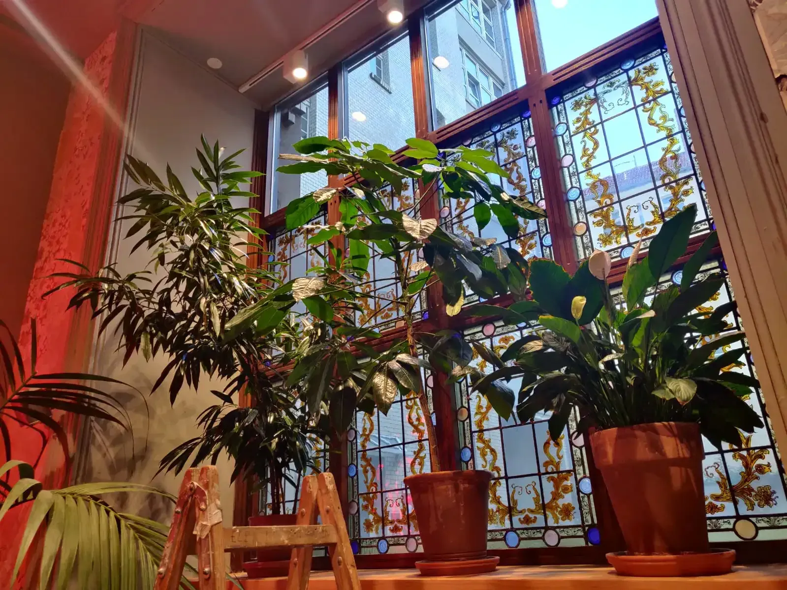 Eine Gruppe Topfpflanzen steht vor einem Buntglasfenster.