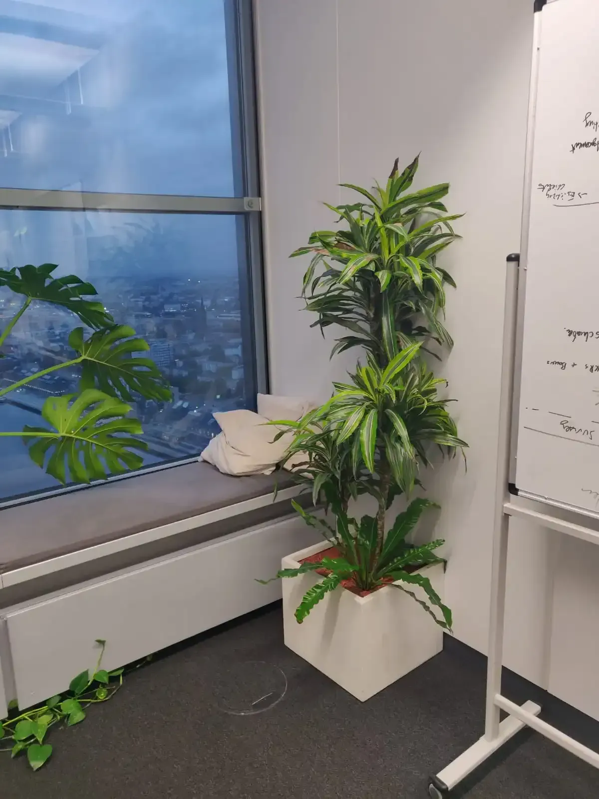 Eine Topfpflanze steht auf einem Fensterbrett neben einem Whiteboard.