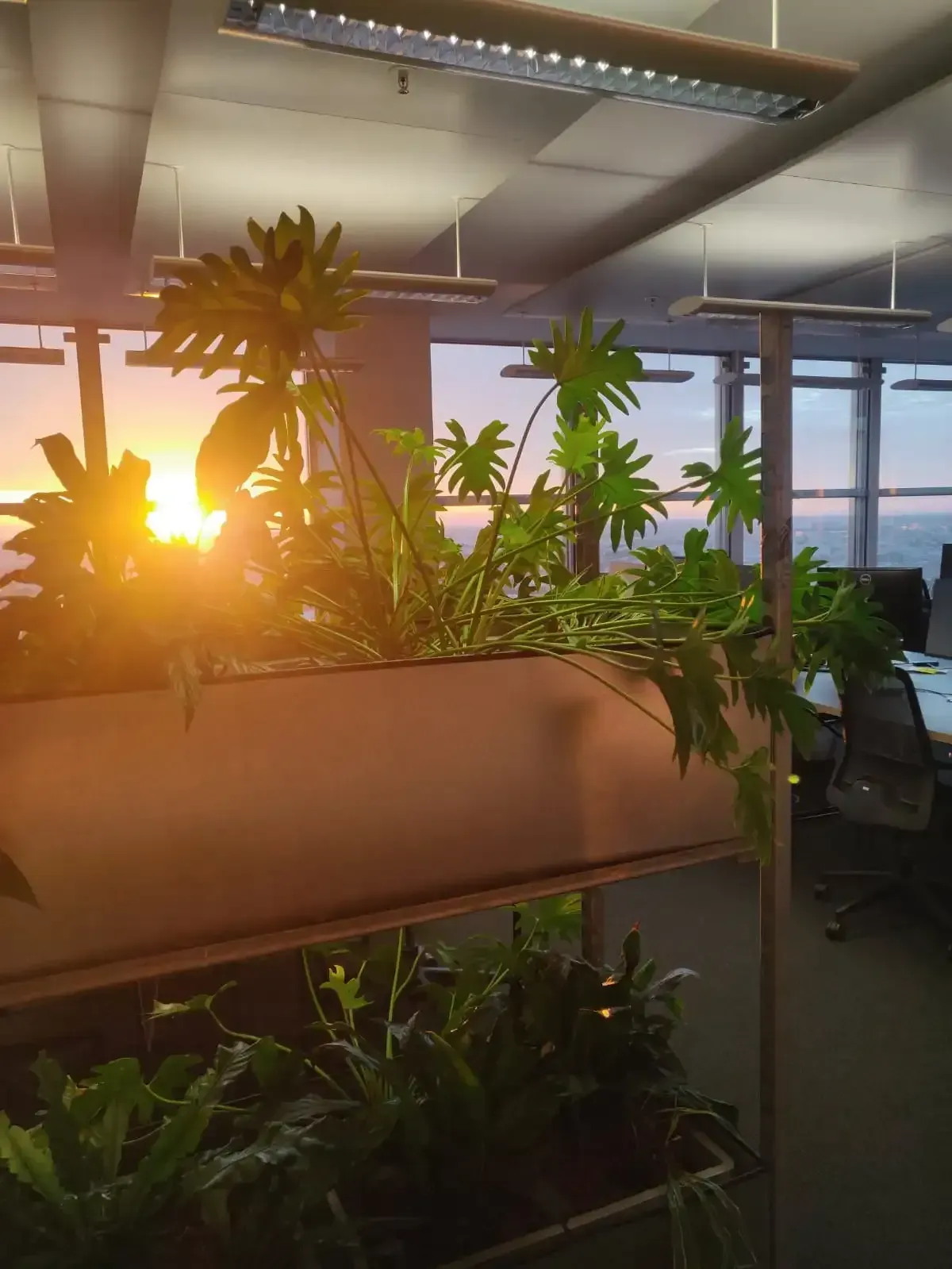 Ein Raum mit vielen Pflanzen und einem Sonnenuntergang im Hintergrund.