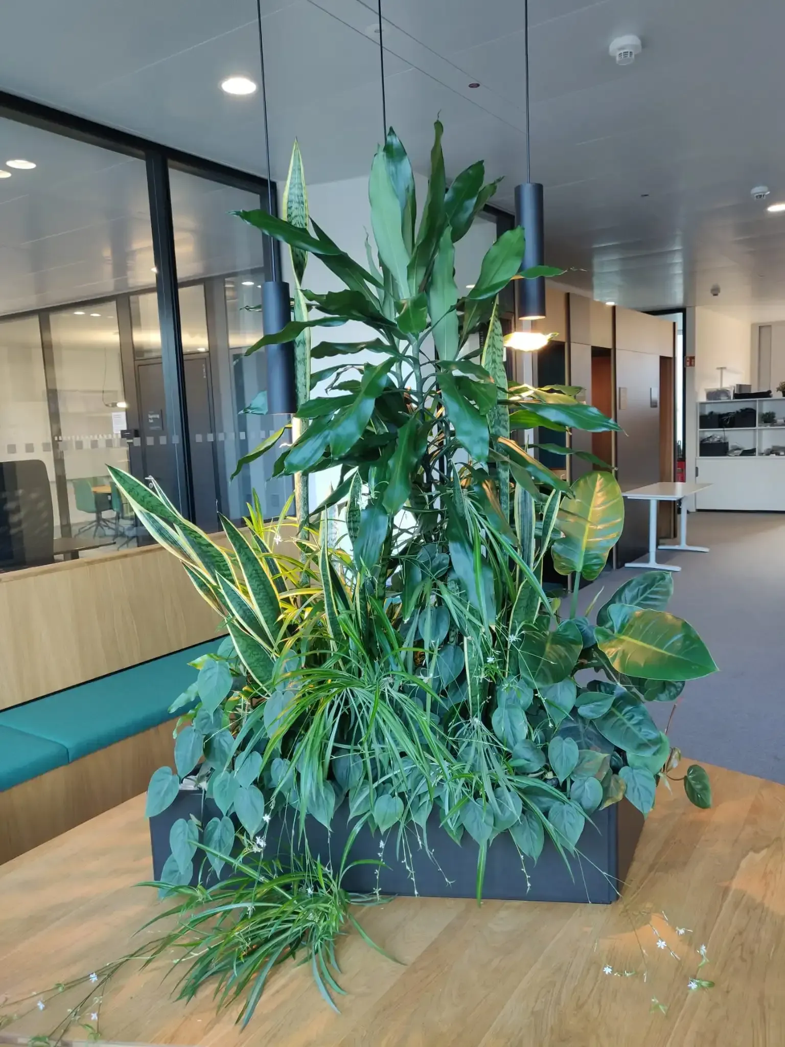 Auf einem Holztisch steht eine Topfpflanze.