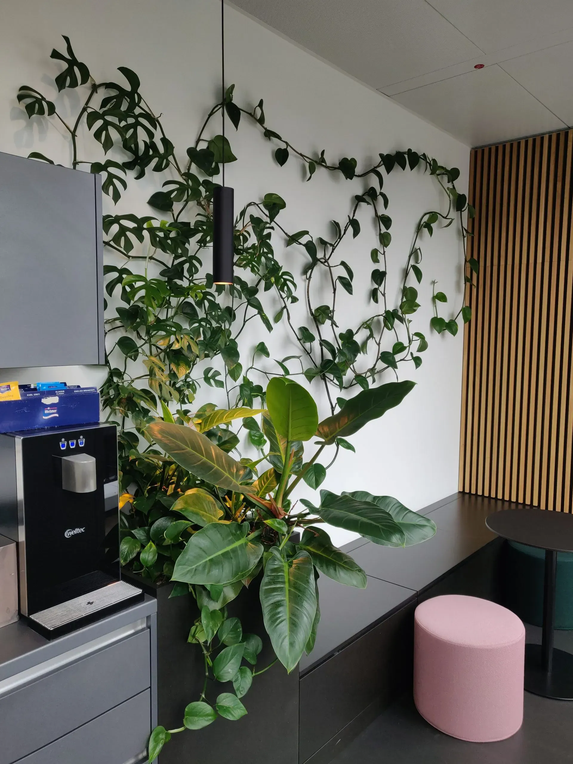 Eine Küche mit einer Pflanze und einem rosa Ottoman