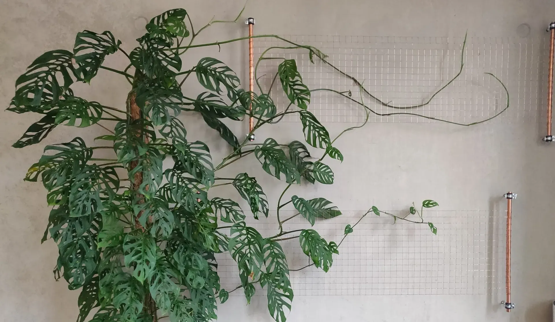 Eine große grüne Pflanze wächst an einer Wand