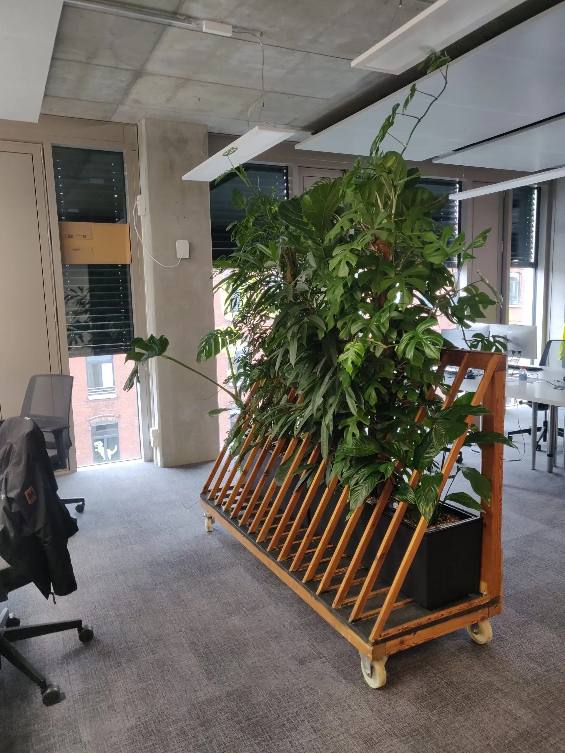 In einem Büro wächst eine große Pflanze in einem hölzernen Blumentopf.