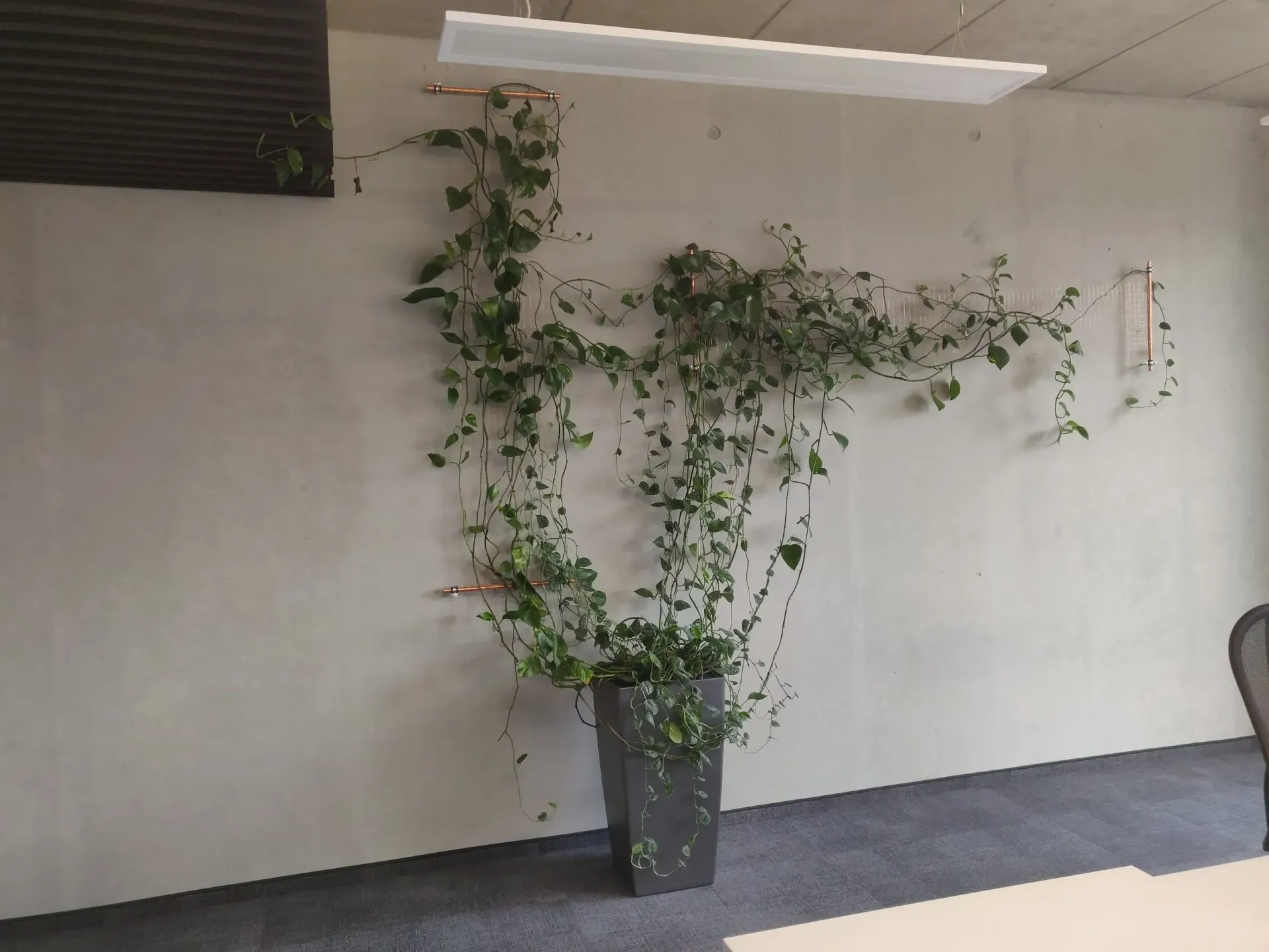 In einem Zimmer wächst an einer Wand eine Topfpflanze.