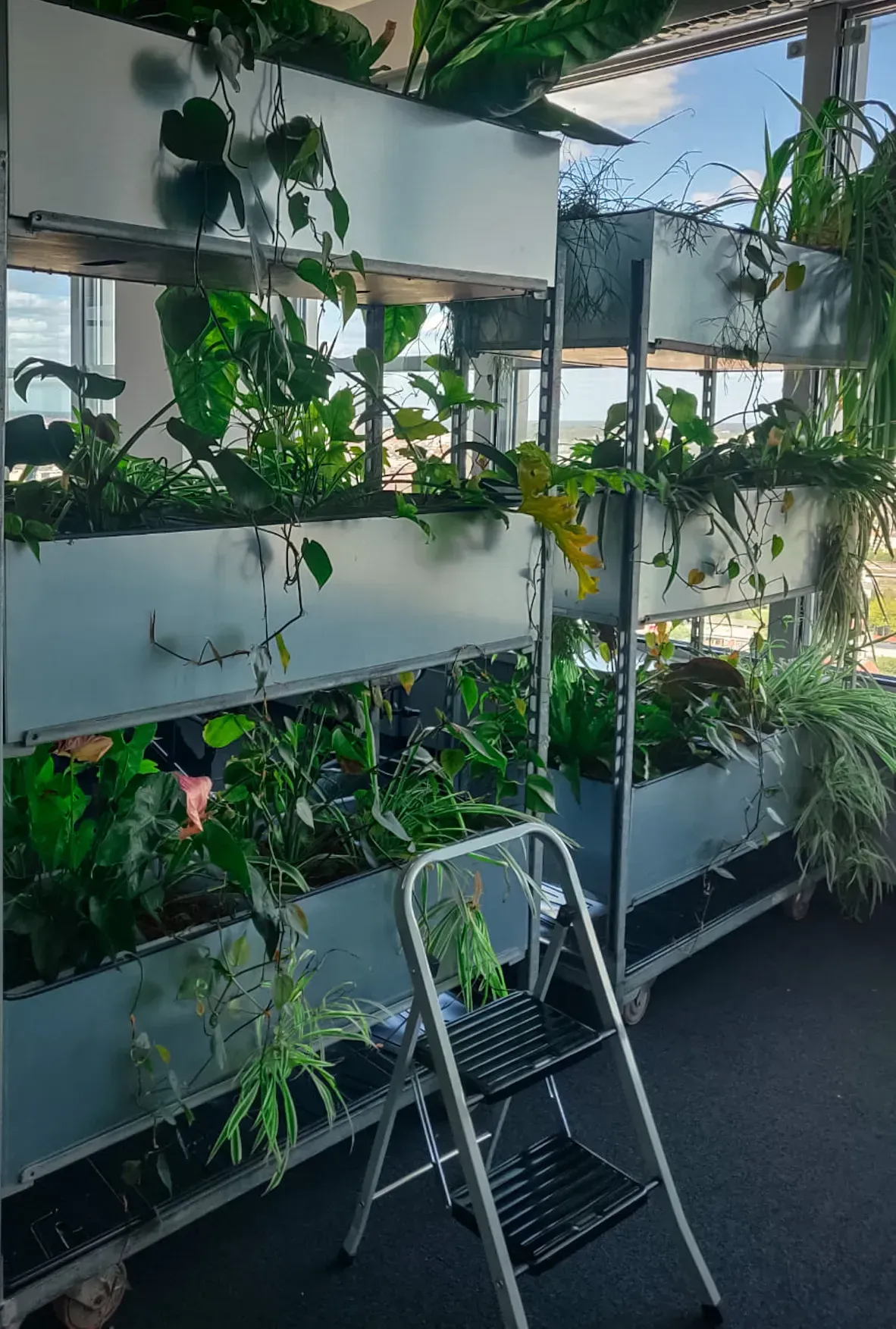 Neben einer Wand voller Pflanzen steht eine Leiter.