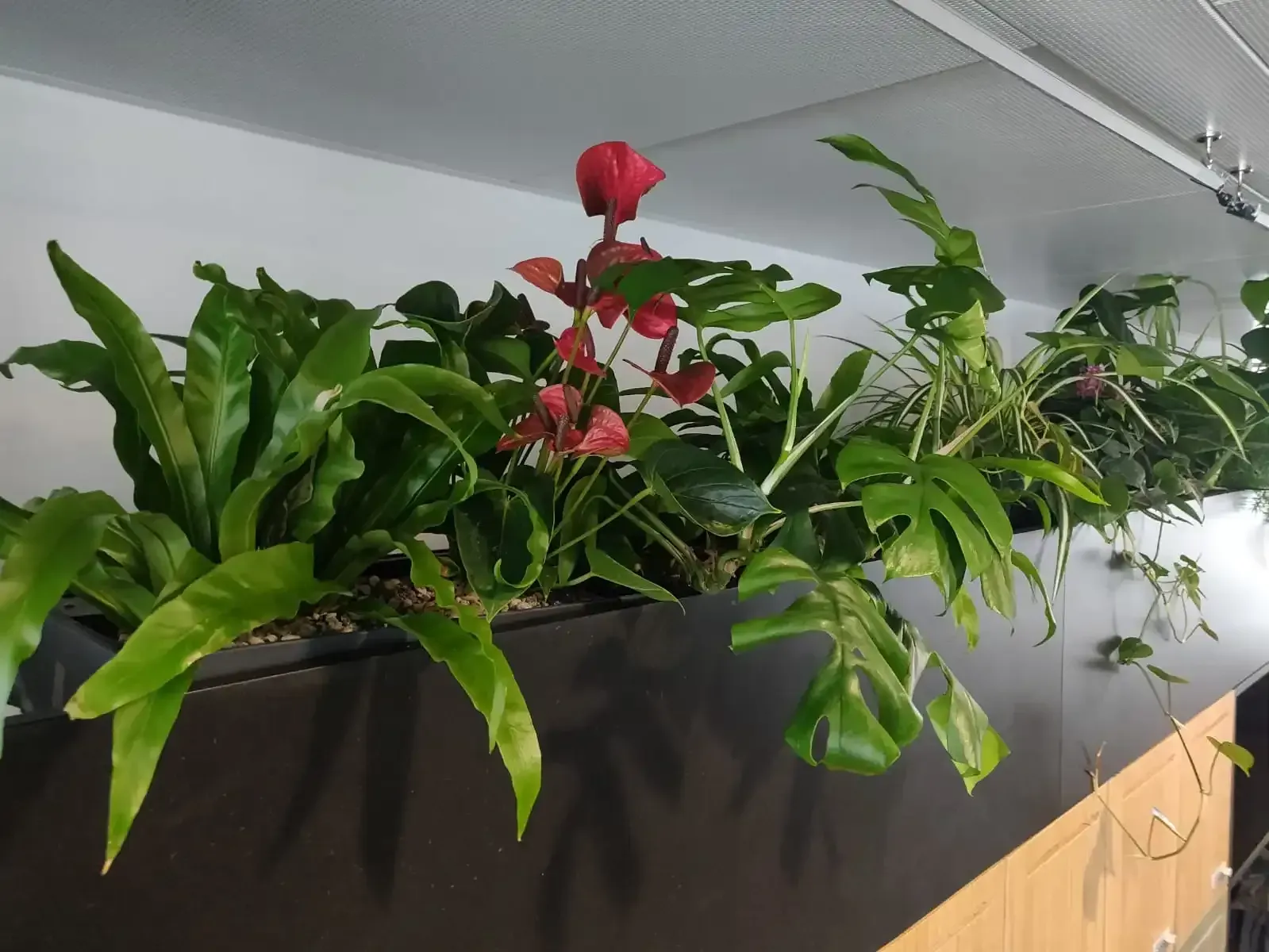 Ein Haufen Pflanzen wachsen an einer Wand