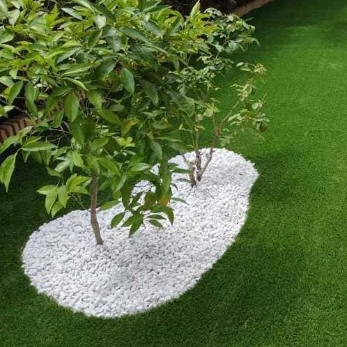 Un pequeño árbol está sentado encima de una pila de grava blanca.