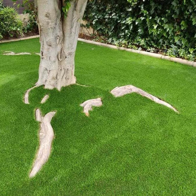 Las raíces de un árbol son visibles en la hierba.