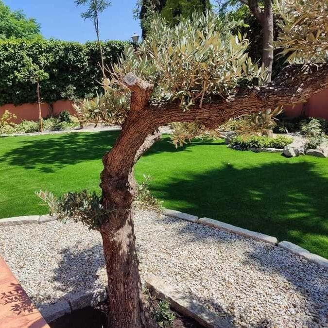 Un árbol en medio de un exuberante césped verde.