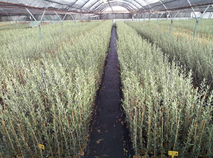 Hileras de plantas jóvenes creciendo en un invernadero con un pasillo central y techo arqueado.