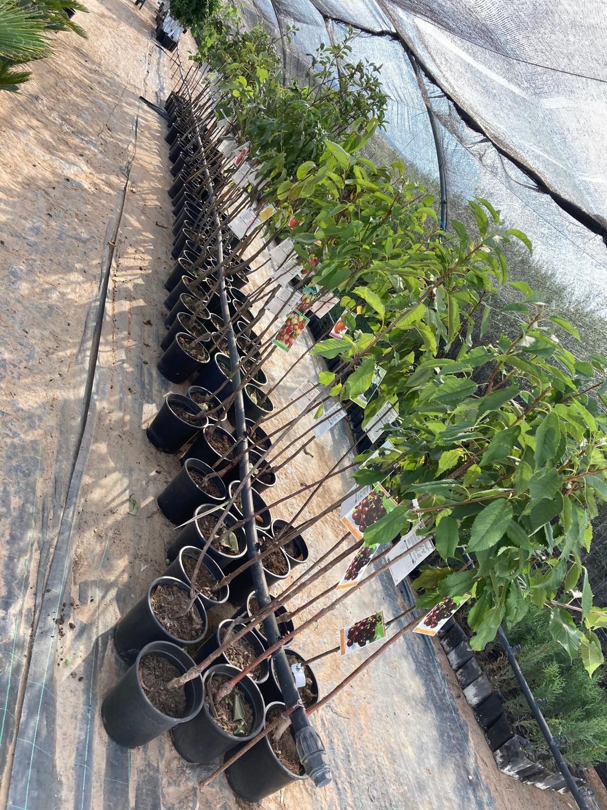 Hileras de plantas en macetas en un invernadero, con pequeños retoños verdes sobre un suelo de hormigón bañado por el sol.