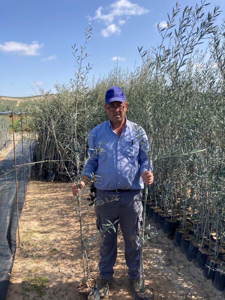 Un hombre, vestido con una camisa azul y una gorra, se encuentra de pie en un vivero, entre hileras de árboles en macetas.