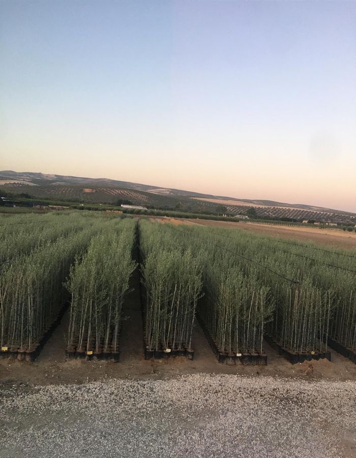 Hileras de cultivos altos y verdes en un campo al atardecer, con colinas y cielo abierto al fondo.