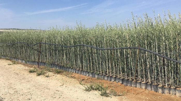 Hilera de pequeños árboles en macetas en un campo bajo un cielo azul despejado, con un sendero de tierra a su lado.
