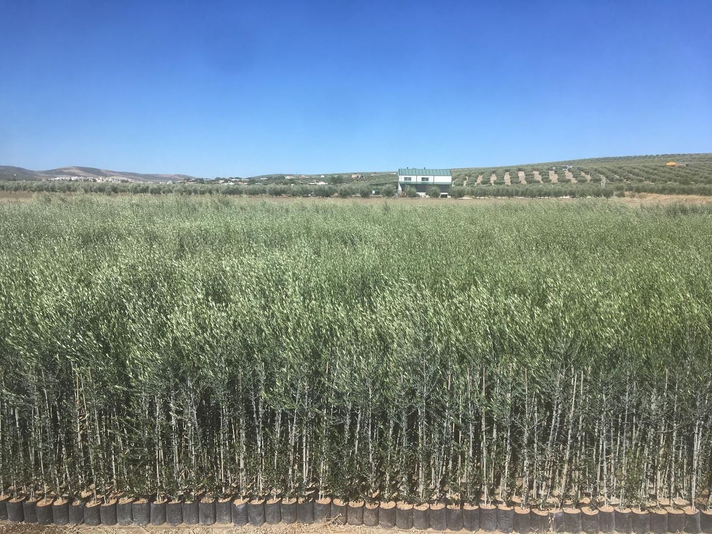 Amplio campo de cultivos verdes bajo un cielo azul claro, con colinas y edificios distantes al fondo.