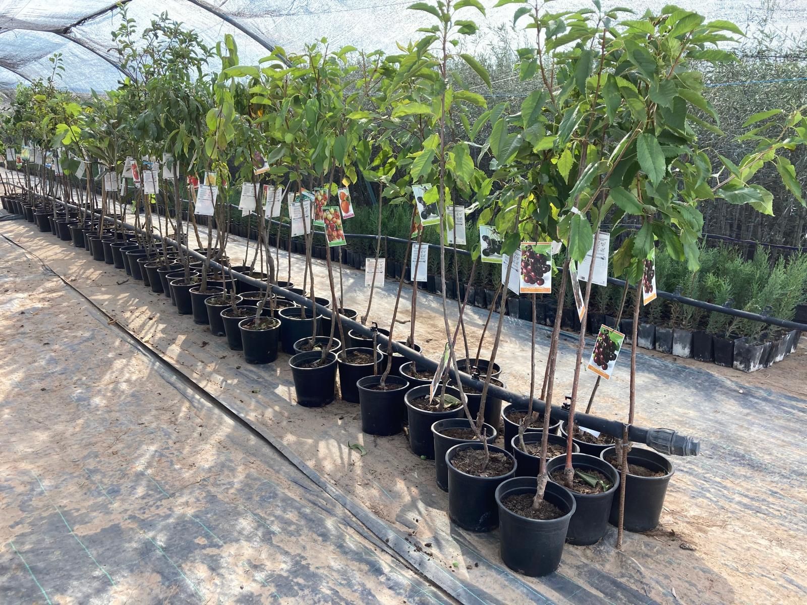 Hileras de árboles jóvenes en macetas en un vivero bajo un invernadero.