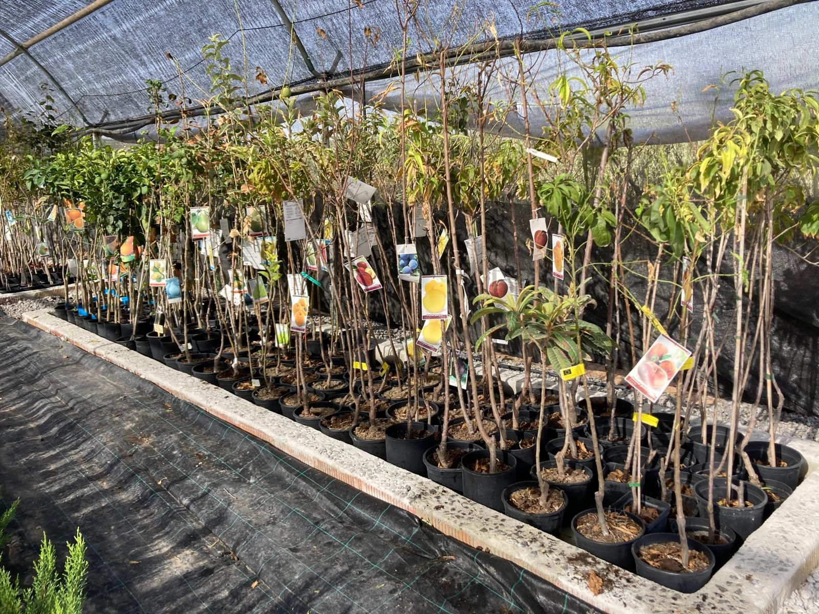 Hileras de plantones y árboles jóvenes en macetas, en un vivero sombreado y protegido con una malla.