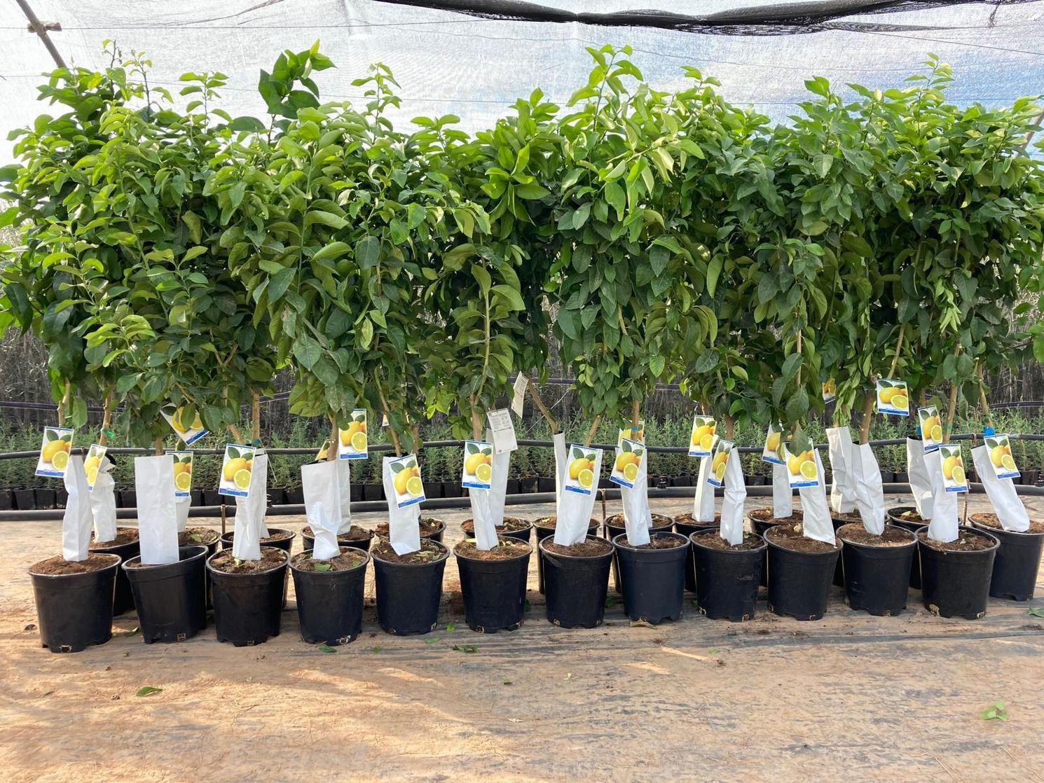 Hileras de pequeños árboles verdes en macetas en un vivero, cada uno envuelto con etiquetas blancas.